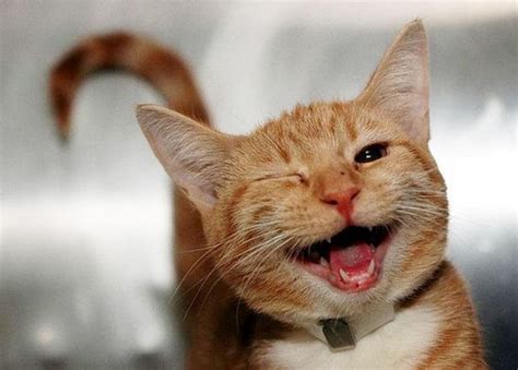 cat laughing video|the most funniest cat videos.